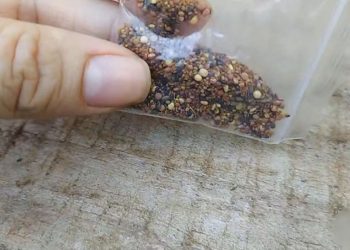 Moradora de Itapetininga (SP) recebeu pacote com sementes misteriosas após compra em site chinês (Foto: Reprodução/TV TEM)