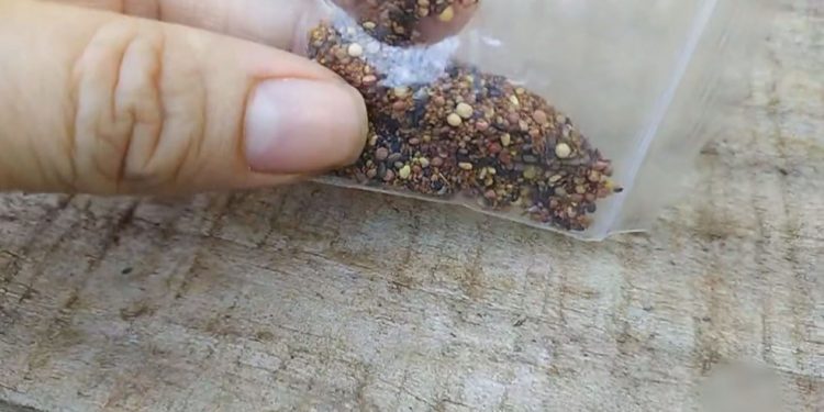 Governo encontra fungos, bactérias e até possíveis plantas daninhas em sementes misteriosas