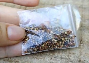 Sementes que chegam pelos Correios, sem que sejam solicitadas, podem representar perigo (Foto: Emdagro)