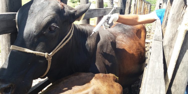 Segunda etapa da campanha contra Febre Aftosa começará dia 03 de novembro