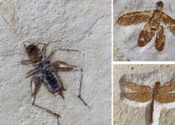 Fósseis do Cariri comercializados por 100 mil euros são apreendidos na Alemanha e voltarão ao Ceará