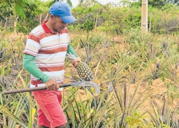 Produtores rurais de Santana do Cariri colhem safra de abacaxi (Foto: Antonio Rodrigues)