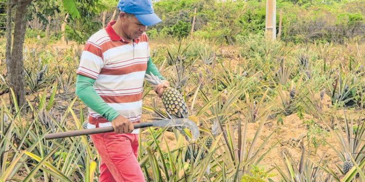 Boa quadra chuvosa beneficia retorno de culturas que estavam abandonadas por falta de água no CE