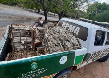 Agentes do Batalhão de Polícia Militar Ambiental apreenderam uma arma de fogo e 11 pássaros silvestres (Foto: Divulgação/Ibama)