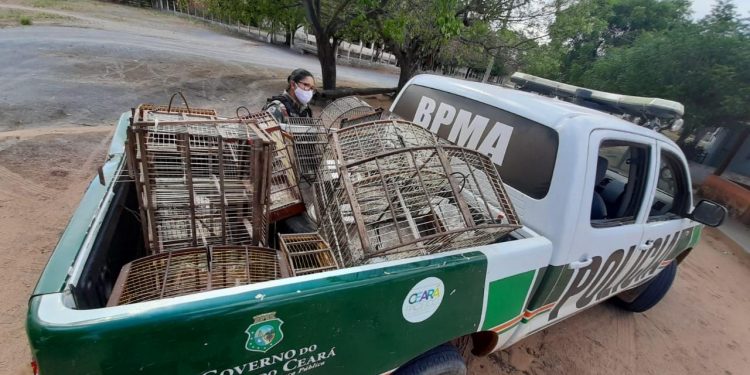 Polícia Ambiental apreende pássaros silvestres e arma em Milagres