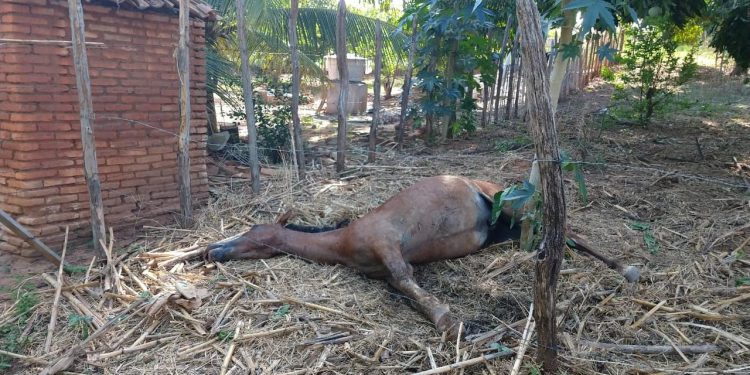 Ataque de abelhas italianas fere homem e mata cavalo e galinhas em Juazeiro do Norte