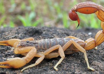 Orientação em caso de picada de escorpião é lavar o local com água e sabão e procurar uma unidade de saúde de emergência (Foto: Arquivo)