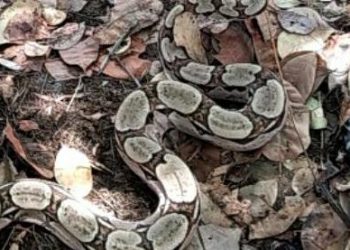 Durante a captura a cobra regurgitou uma presa, um gambá, conhecido popularmente como cassaco