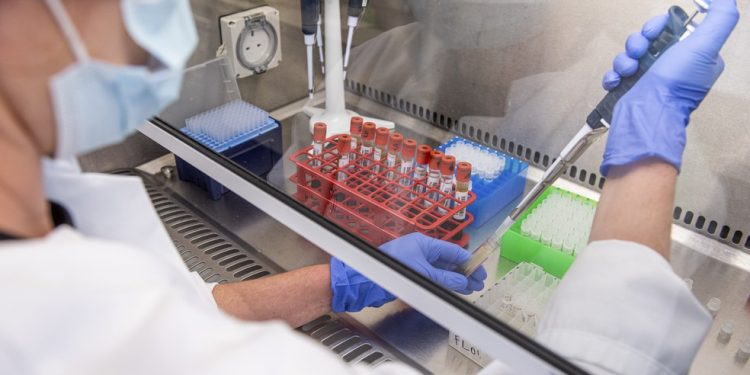 Chapare: vírus que causa febre fatal em humanos é descoberto na Bolívia