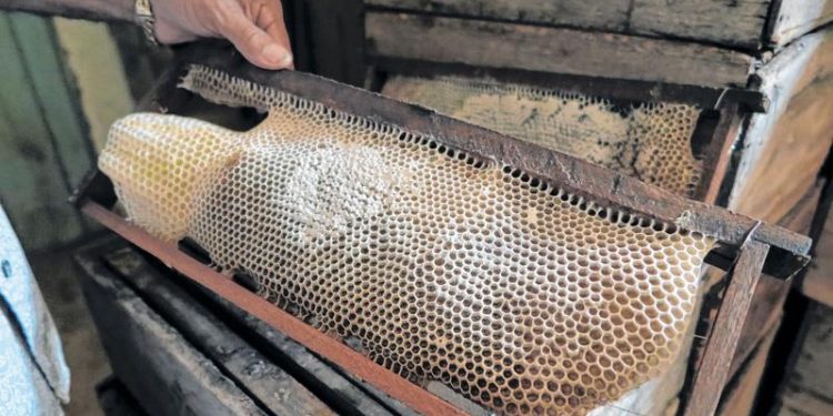 Com boas chuvas, safra de mel no Cariri deve ser superior em 50%