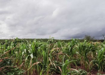 (Foto: Governo do Ceará)