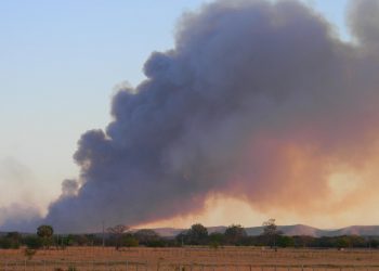 Queimadas em vegetação têm redução de 77% no início de novembro, no Ceará