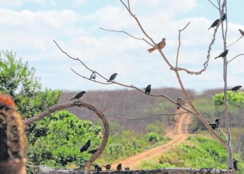 A janela do sítio é montada estrategicamente para a observação e fotografia dos pássaros (Foto: Antonio Rodrigues)