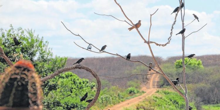 Sítio em Potengi se torna referência em observação de aves
