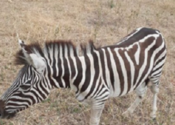 Segundo relatos de alguns moradores um filhote de zebra foi visto no último sábado (31) em uma fazenda