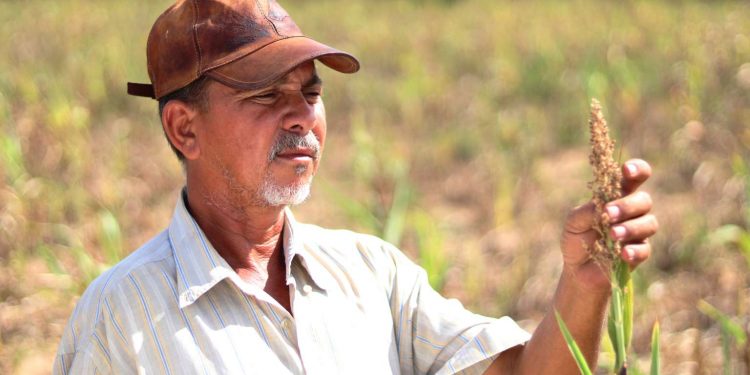 Hora de Plantar: 150 mil agricultores serão beneficiados com investimento de R$ 19,2 mi