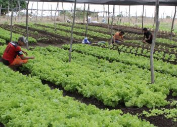 Mais de 2 mil toneladas de alimentos produzidos por pequenos produtores foram adquiridas e distribuídas pelo PAA no Ceará