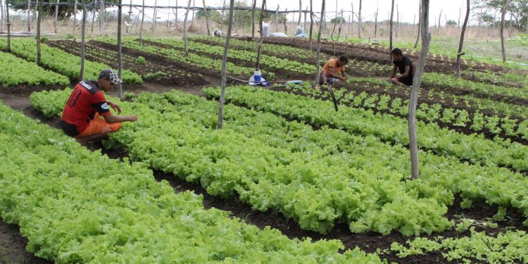 Programa de Aquisição de Alimentos atende a 1600 agricultores familiares no Ceará