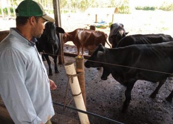 (Foto: Pedro Silvestre/Canal Rural)
