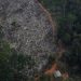 Desmatamento na Amazônia volta a bater recorde e cresce 9,5% de 2019 a 2020