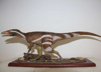 (Foto: Divulgação/Urca)