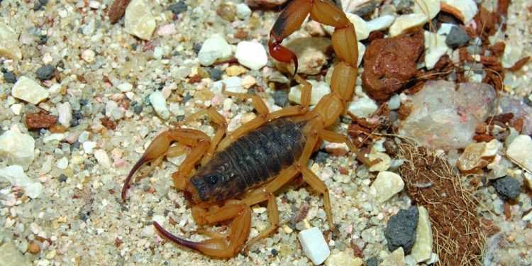 Saiba como evitar o aparecimento de escorpiões e o que fazer em caso de picada