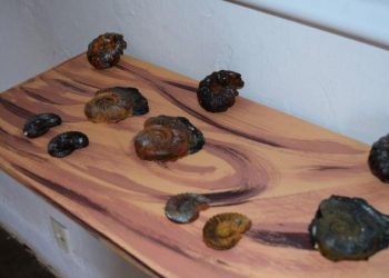 Os exemplares foram achados no mês de março, embora a divulgação só tenha sido realizado nesta terça-feira (29) (Foto: Divulgação)