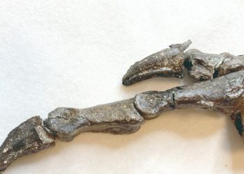 A princípio, o fóssil ficará na reserva técnica do Museu para estudo, dentro de uma sessão reservada para os holótipos, e disponível para pesquisa