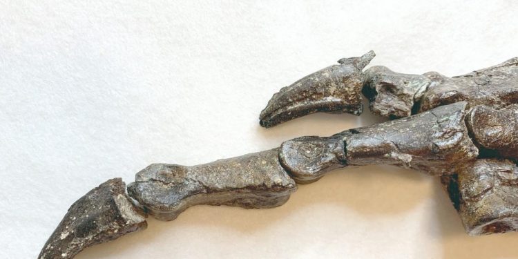 Chegada de fóssil de dinossauro traduz evolução do Museu no Cariri