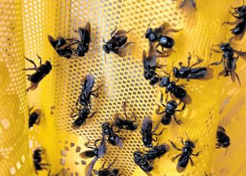 O Laboratório Experimental de Abelhas Sem Ferrão trabalha hoje com 16 colmeias de sete espécies comuns da Caatinga (Foto: Lorena Tavares)