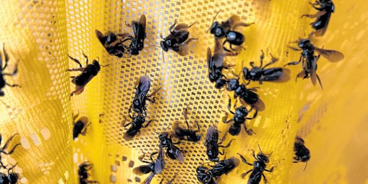 Urca cria laboratório para estudar espécies de abelhas nativas