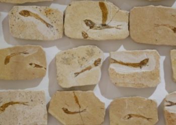 Acervo de fósseis do Museu de Paleontologia Plácido Cidades Nuvens, de Santana do Cariri. (Foto: Tatiana Fortes/Governo do Ceará)