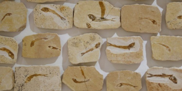 “Tem gente, em pleno século XXI, pilhando o nosso patrimônio”, diz paleontólogo cearense sobre tráfico de fósseis