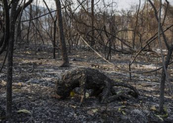 Amazônia e Pantanal perdem 3 estados do RJ em 2020 com queimadas e desmatamento
