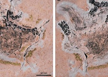 Fósseis do Ubirajara Jabutus retirados da Bacia do Araripe (Foto: Cretaceous Research)