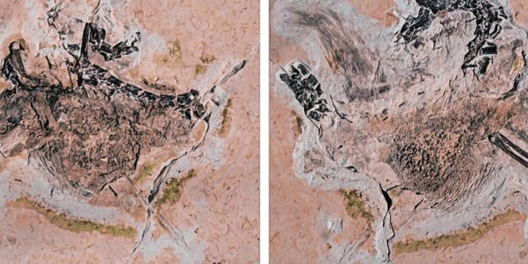 MPF investiga saída de fóssil de dinossauro da Bacia do Araripe