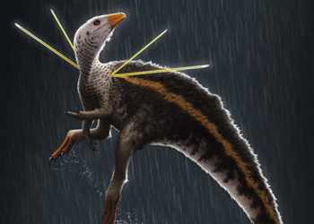 Ubirajara jubatus viveu há cerca de 110 e 115 milhões de anos e é o dinossauro mais antigo da Bacia do Araripe (Foto: Divulgação)