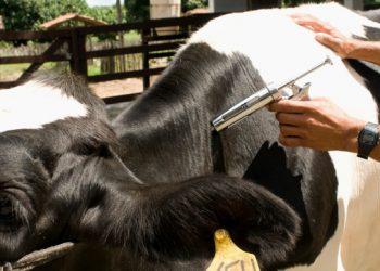 (Foto: Divulgação/Adagri)