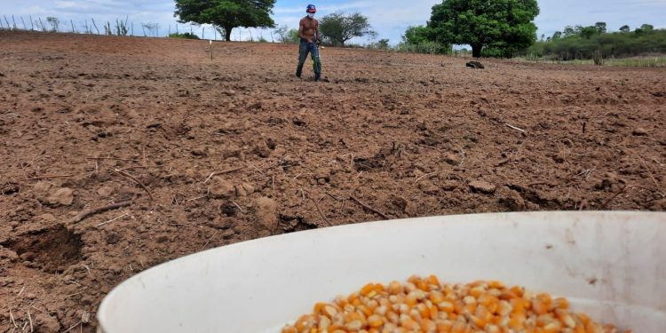 Sementes chegam aos agricultores familiares de mais de 50 cidades cearenses