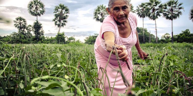 Hora de Plantar já distribuiu duas mil toneladas de sementes em 54 municípios