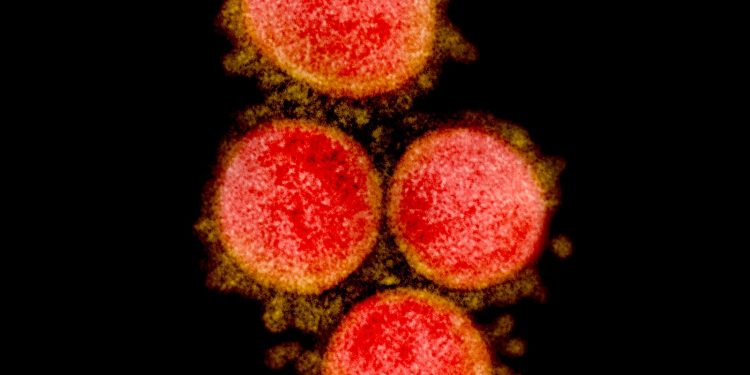 O que são e como surgiram as variantes do Sars-CoV-2