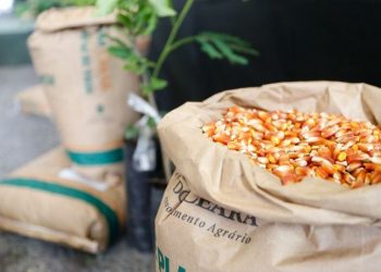 A distribuição de sementes vai até fevereiro para contemplar 182 municípios (Foto: Tiago Stille)