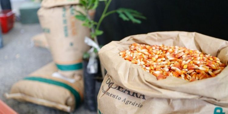 Com entrega de sementes, agricultores iniciam plantio no Cariri