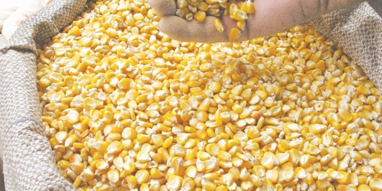 Programa Hora de Plantar inicia distribuição de sementes em Farias Brito