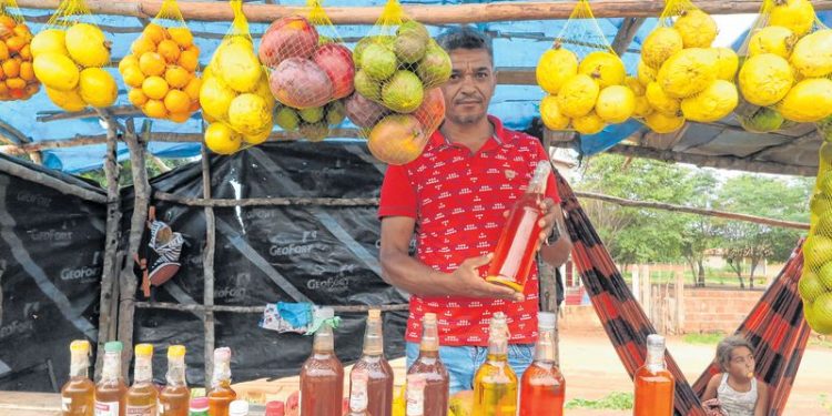 Vendas de pequi caem no Cariri devido à pandemia