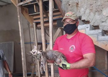 Trabalho conjunto entre Bombeiros e PM resgata gato preso em um cano por quase 24h, em Aurora