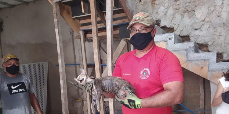 Gato é resgatado após ficar preso em cano por quase 24 horas em Aurora