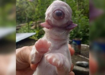 Cachorro nasce com um olho, sem focinho e com duas línguas