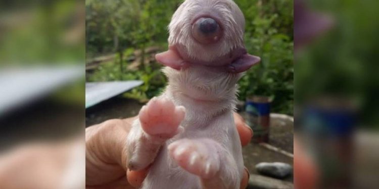 Cachorro nasce com um olho, sem focinho e com duas línguas