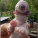 Cachorro nasce com um olho, sem focinho e com duas línguas